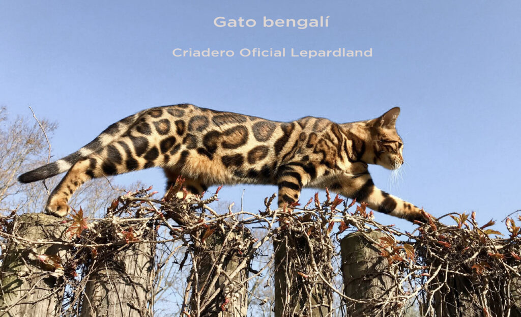 gato bengalí