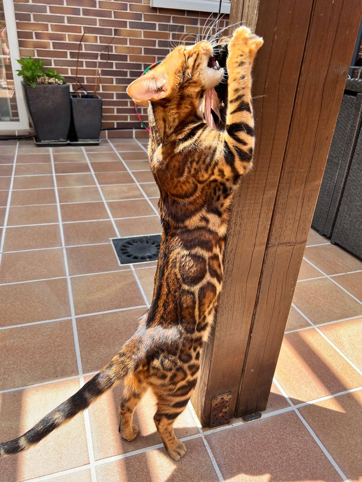 Gato bengalí en un criadero especializado, representando una inversión premium en mascotas