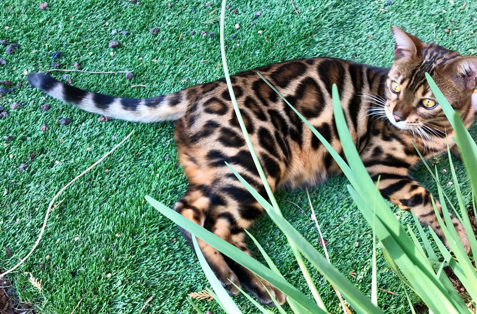 Ejemplar de gato bengalí con patrón de manchas, mostrando su alto valor en el mercado