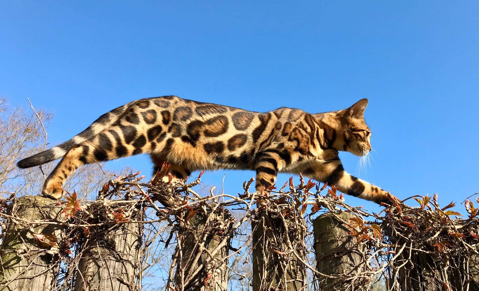 Gato bengalí jugando en el jardín, mostrando su pelaje con manchas tipo leopardo