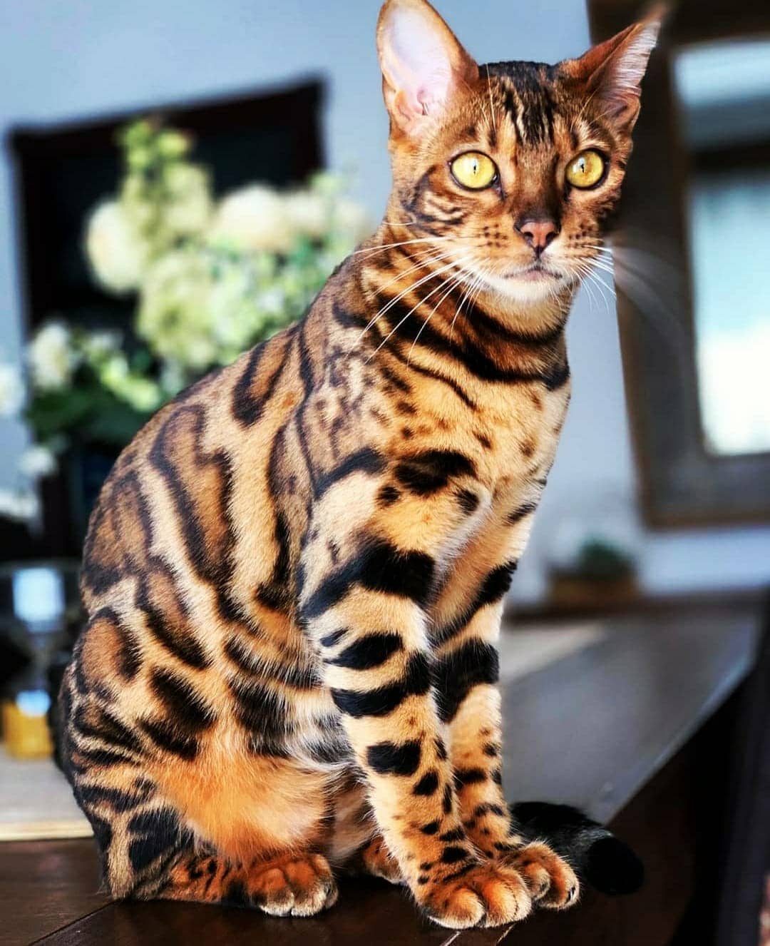 gato bengalí, se aprecian los ojos verdes