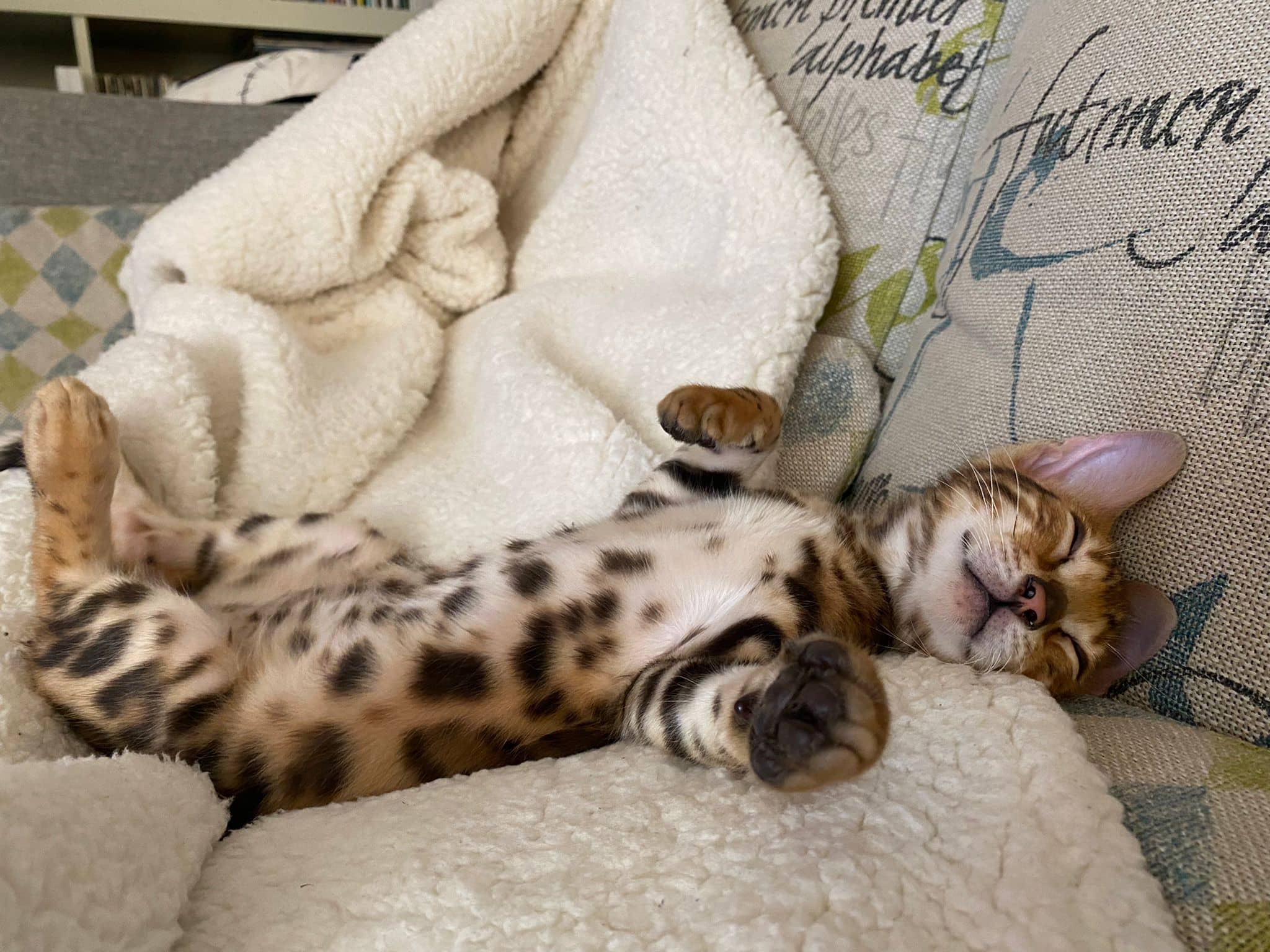 Gato bengalí adulto estirándose sobre el sofá, mostrando su patrón de rayas y manchas