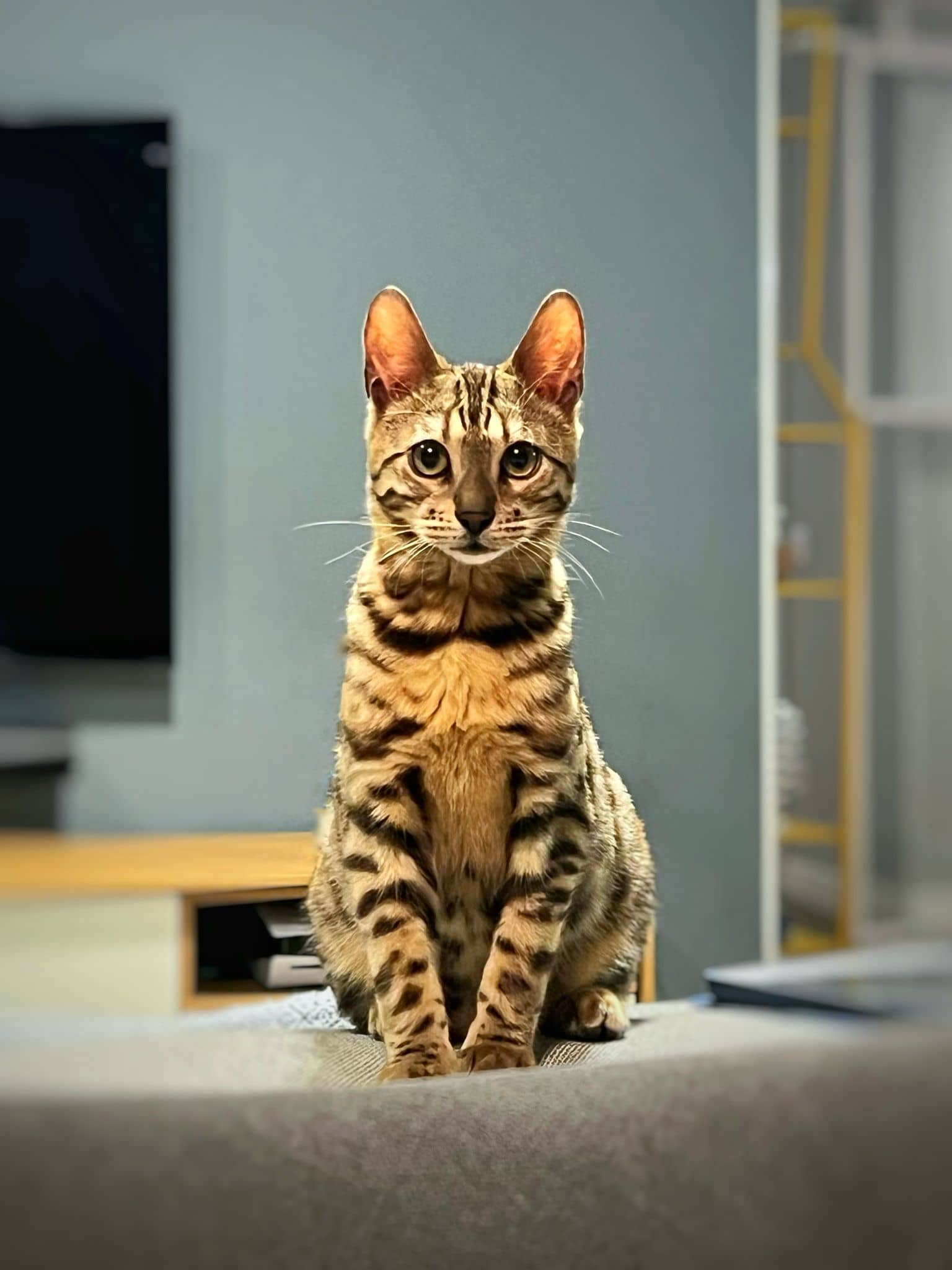 Gato bengalí de pura raza, una de las mascotas más caras del mundo